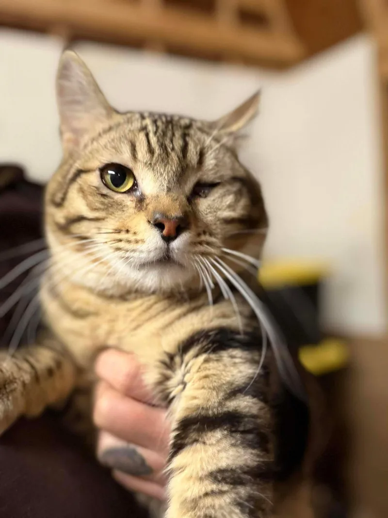 Dracula & Lestat thumbnail 2