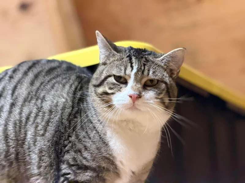 Dracula & Lestat thumbnail 3