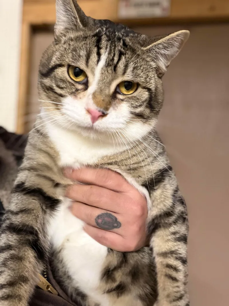 Dracula & Lestat thumbnail 4