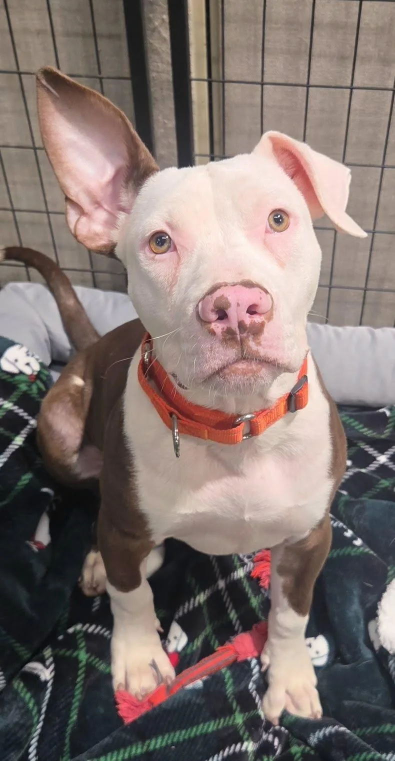 A young medium-sized male American Bulldog dog named Harlowe for adoption in Racine, WI