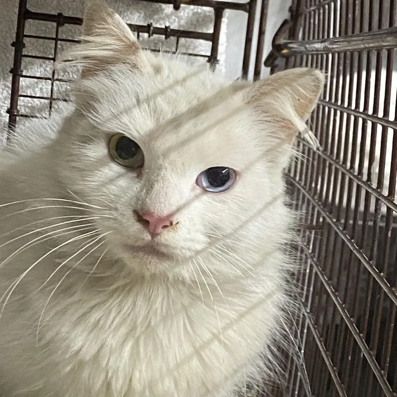 A young small-sized female White Domestic Medium Hair cat named Lilah for adoption in Pacific Palisades, CA