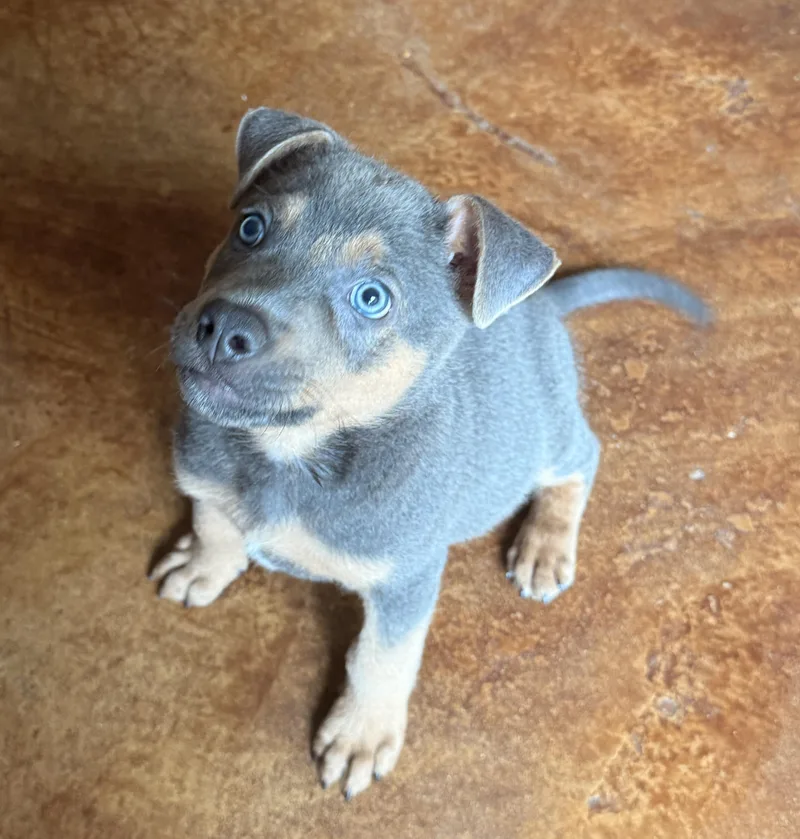 A baby medium-sized male Gray / Blue / Silver Rottweiler dog named Rocky for adoption in Bryan, TX