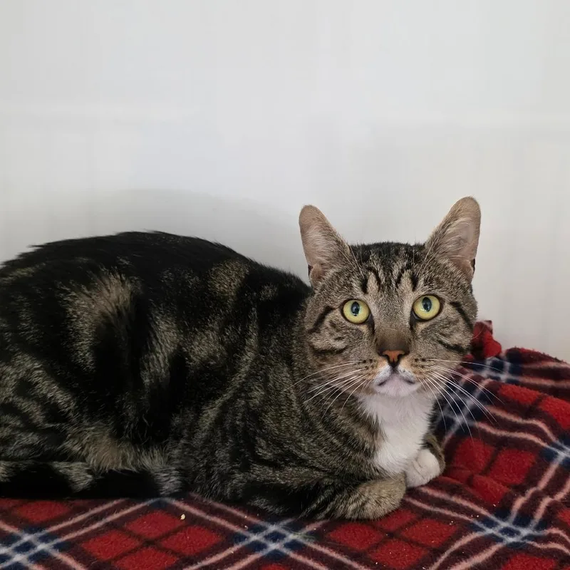 An adult large-sized male Brown / Chocolate Domestic Short Hair cat named Rodeo for adoption in Port Angeles, WA