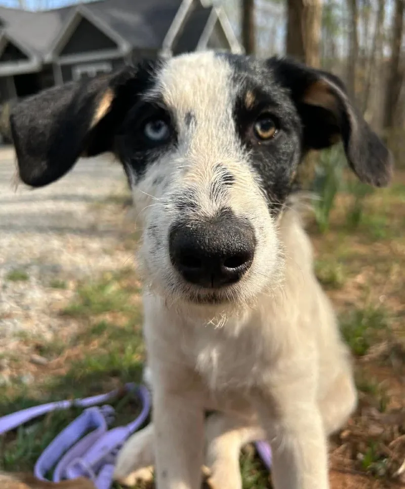 A baby medium-sized female White / Cream Poodle dog named Rizzo for adoption in Ellijay, GA