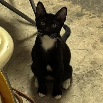 A baby medium-sized female Black Domestic Short Hair cat named Rocket for adoption in Houston, TX