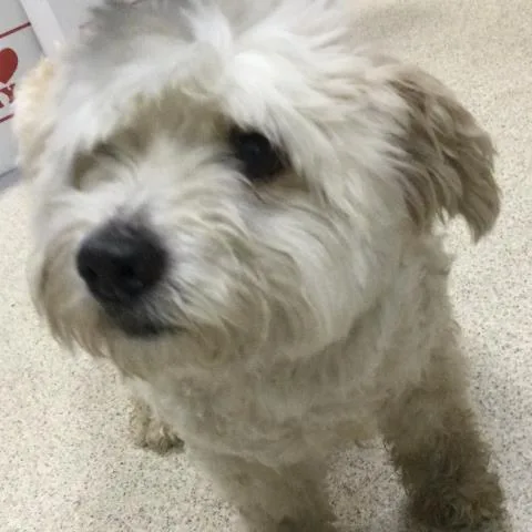 An adult medium-sized male Poodle dog named Pj for adoption in Riverside, CA