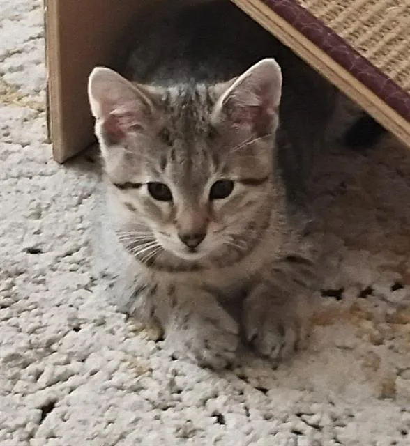 A baby small-sized male Domestic Short Hair cat named Tommy Ramone for adoption in Sacramento, CA