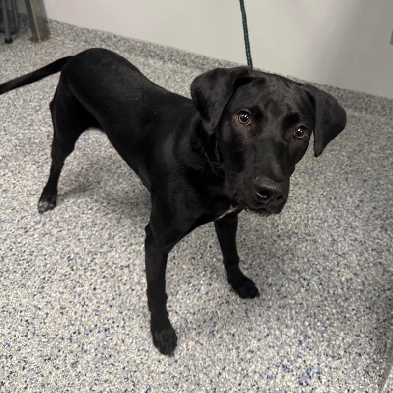 A young medium-sized male Black Mixed Breed dog named Zoobie for adoption in Greenville, SC