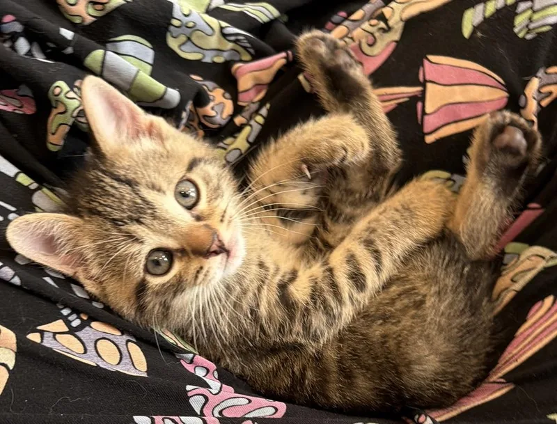 A baby small-sized male Exotic Shorthair cat named Ep: Blue Suede Shoes for adoption in Warren, CT
