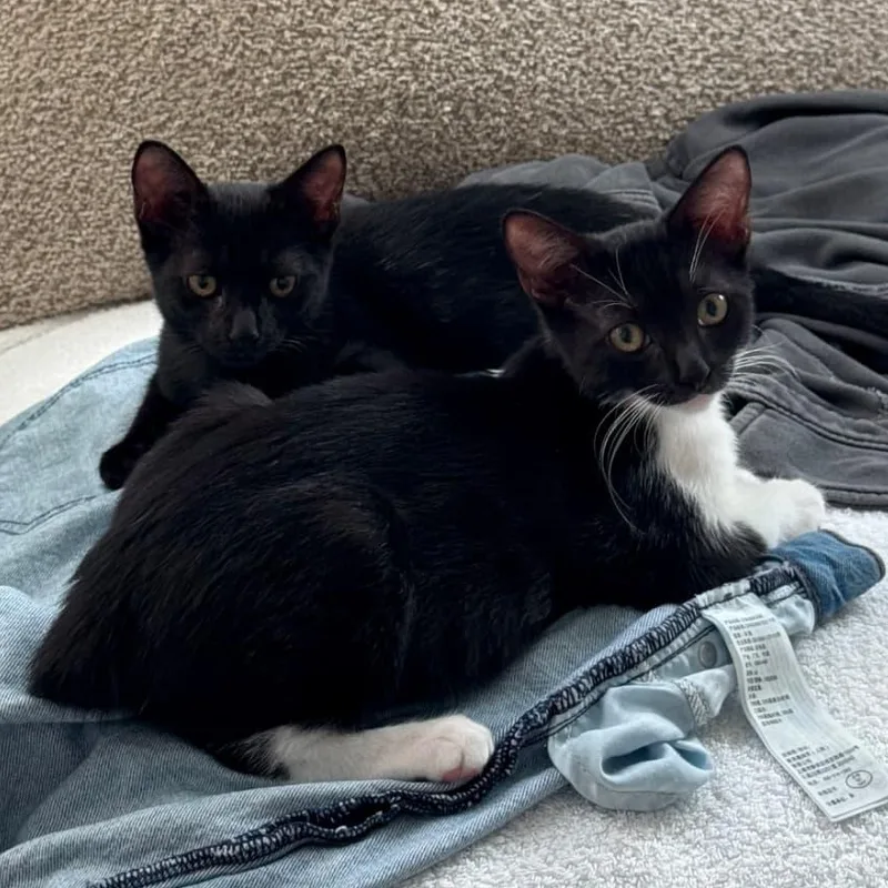A baby medium-sized female Black Domestic Short Hair cat named Zuzu for adoption in Honolulu, HI