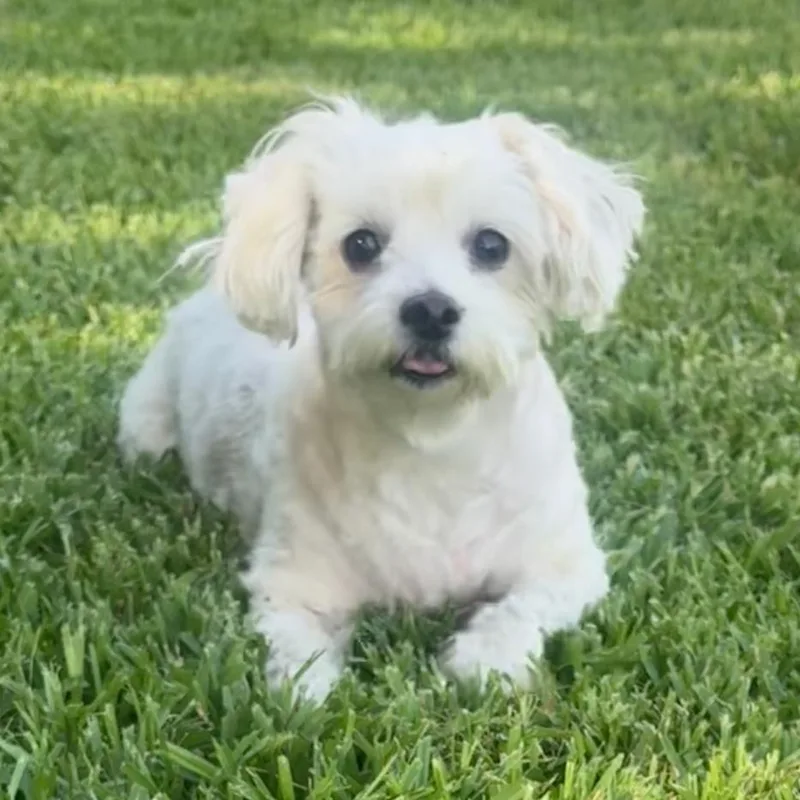 An adult small-sized female White / Cream Miniature Poodle dog named Priscilla for adoption in Houston, TX