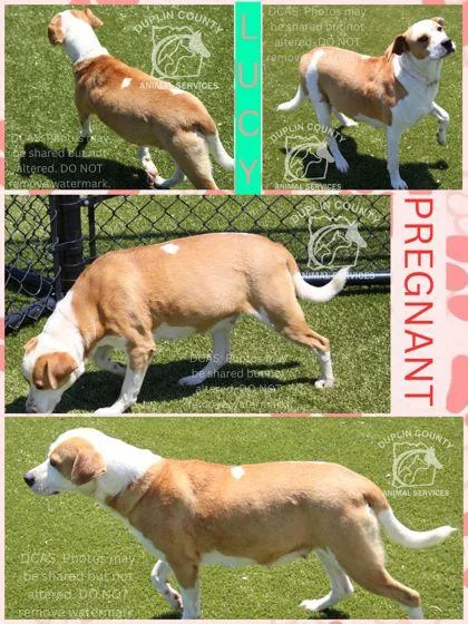 An adult medium-sized female Parson Russell Terrier dog named Lucy for adoption in Kenansville, NC