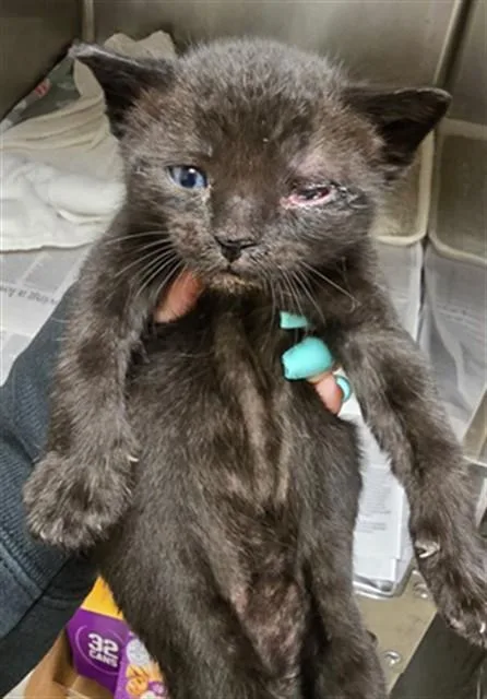 A baby small-sized male Domestic Short Hair cat named Licorice for adoption in Riverside, CA