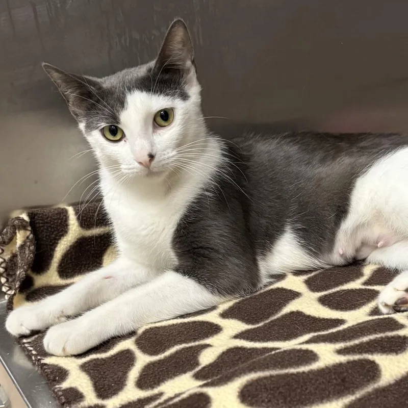 A young medium-sized female White Domestic Short Hair cat named Bindi The Jungle Girl for adoption in East Hampton, NY