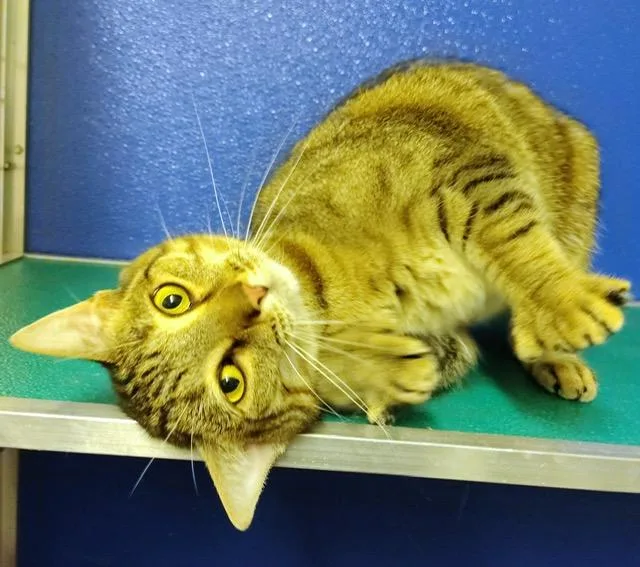 An adult medium-sized female Tabby (Brown / Chocolate) Domestic Short Hair cat named Lucy for adoption in Ipswich, MA