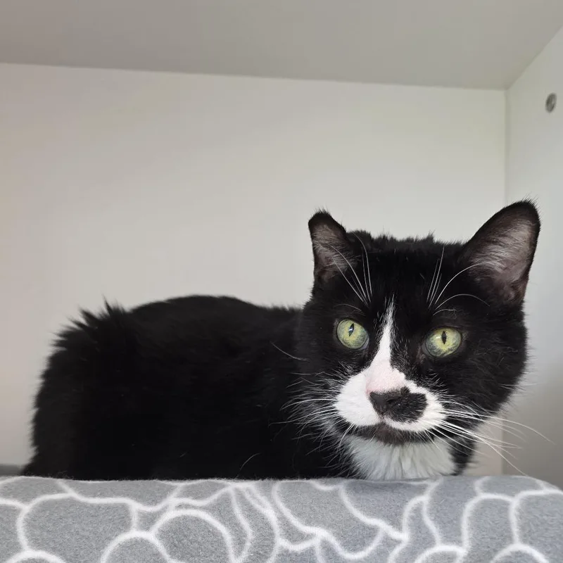 A senior large-sized male Black Domestic Short Hair cat named Soda Pop for adoption in Fort Wayne, IN