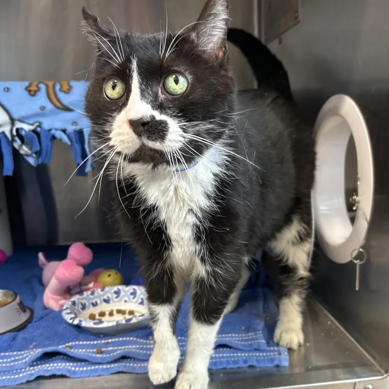 Soda Pop thumbnail 2