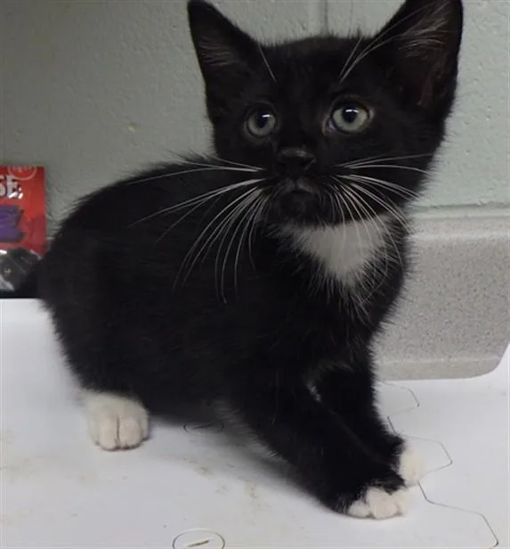 A baby small-sized male Domestic Short Hair cat named Pepper for adoption in Augusta, GA