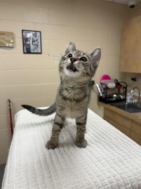 A baby small-sized female Domestic Short Hair cat named Pixar for adoption in Aliquippa, PA