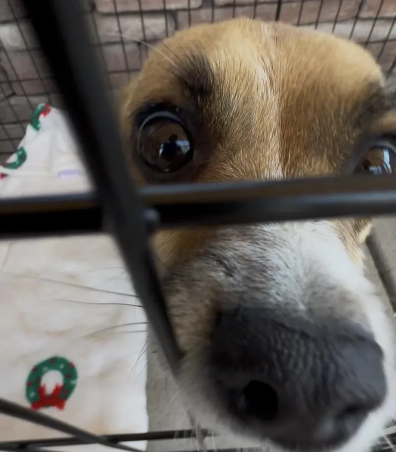 A senior small-sized male Chihuahua dog named Padre for adoption in Littleton, CO