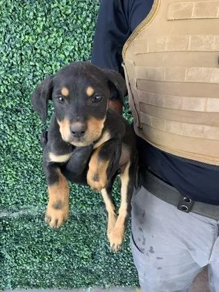 A baby small-sized female Black German Shepherd Dog dog named 60814745 for adoption in El Paso, TX