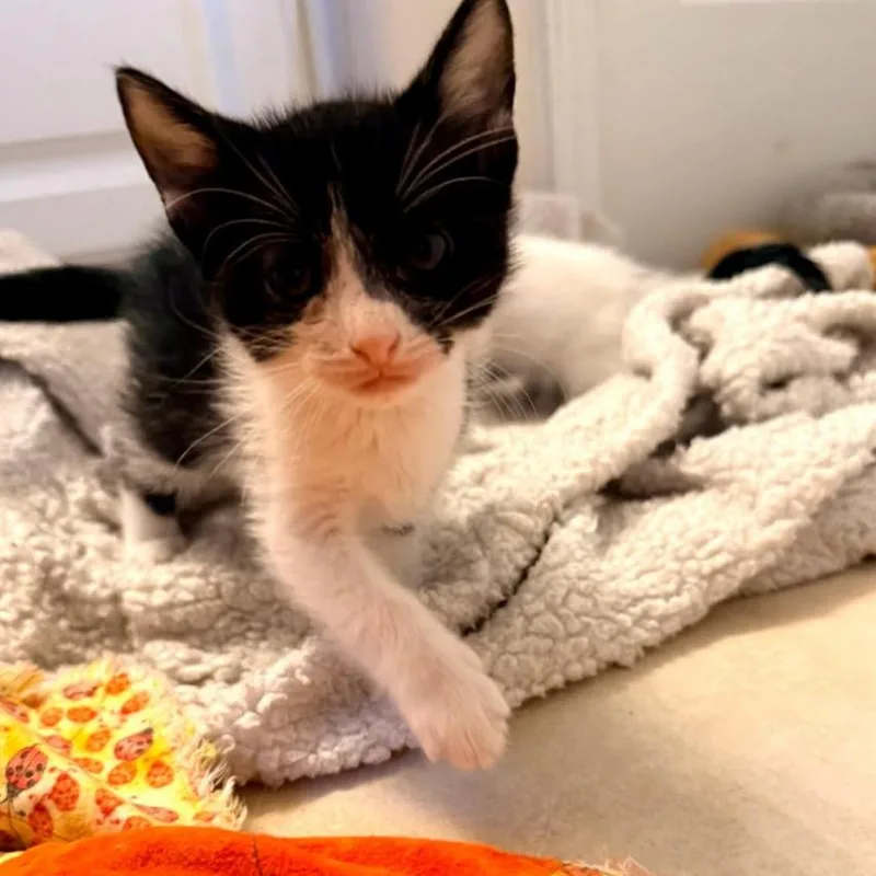 A baby small-sized male White Domestic Medium Hair cat named Pax for adoption in League City, TX