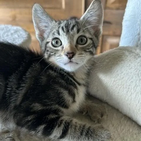 A baby small-sized male Brown / Chocolate Domestic Short Hair cat named Ash for adoption in Prescott, AZ