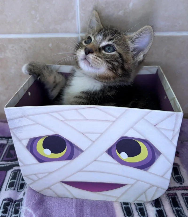 A young medium-sized male American Shorthair cat named Harry for adoption in Orlando, FL