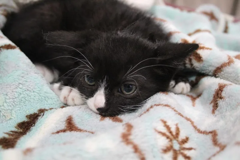 A baby medium-sized male Domestic Long Hair cat named Dax for adoption in Vacaville, CA