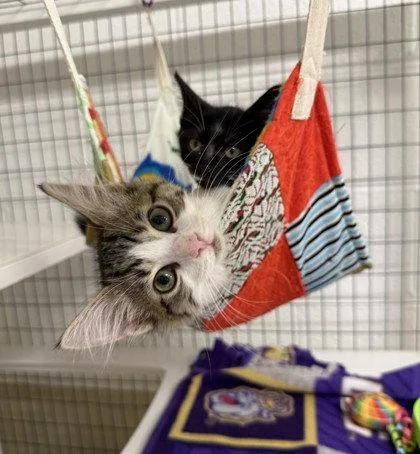 A young small-sized female Domestic Medium Hair cat named Sardine for adoption in Midland, VA