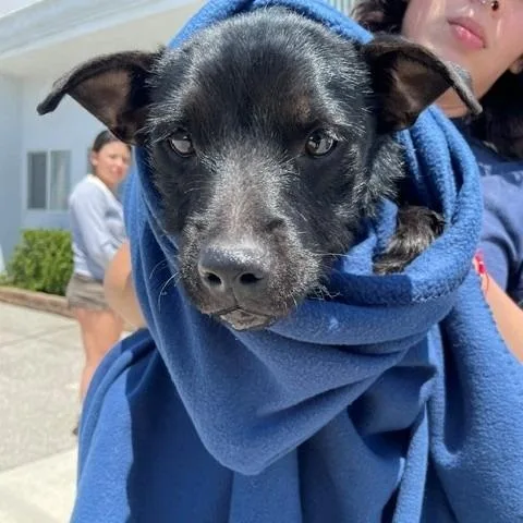 A baby small-sized male Black Labrador Retriever dog named Sam for adoption in Long Beach, CA