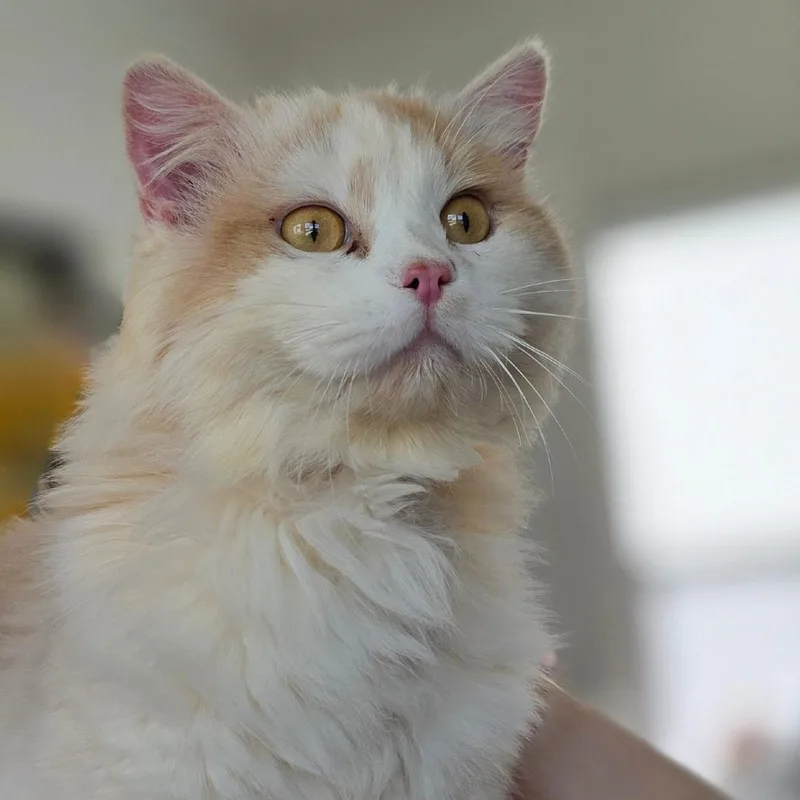 Creamsicle thumbnail 2