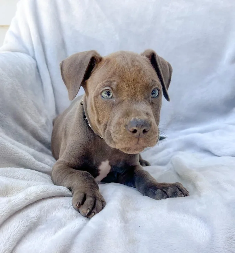 A baby medium-sized male Pit Bull Terrier dog named Golem for adoption in Murray, KY