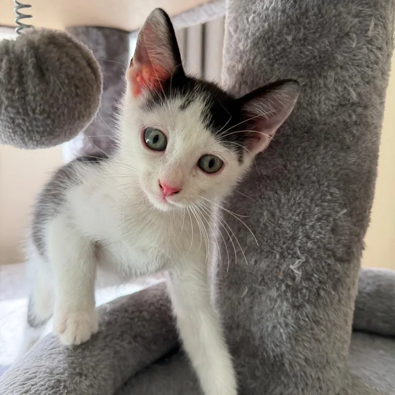 A baby small-sized male White Domestic Short Hair cat named Wally for adoption in Jupiter, FL