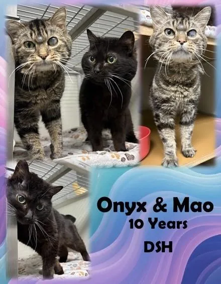 A senior medium-sized female Black Domestic Short Hair cat named Onyx & Mao for adoption in Franklin, IN