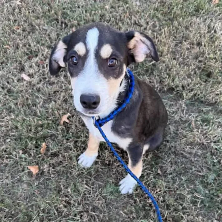 A baby small-sized male Black Mixed Breed dog named Ben for adoption in Rockville, MD