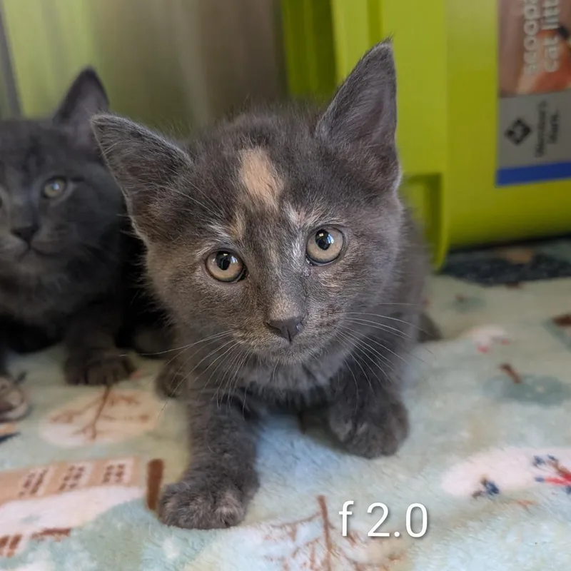 A baby small-sized female Torbie Domestic Short Hair cat named Sakura for adoption in Emporia, KS