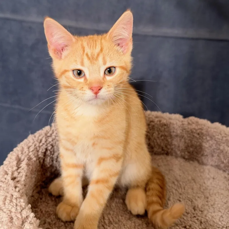 A baby medium-sized male Orange / Red Domestic Short Hair cat named Fanta for adoption in Wilmington, OH