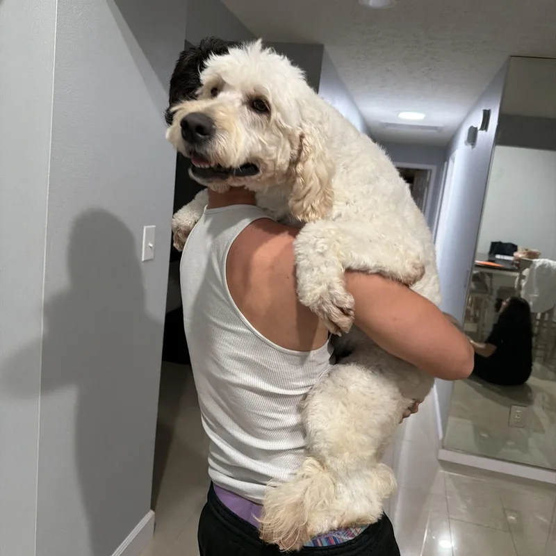 An adult medium-sized female Yellow / Tan / Blond / Fawn Goldendoodle dog named Roxy for adoption in Sarasota, FL