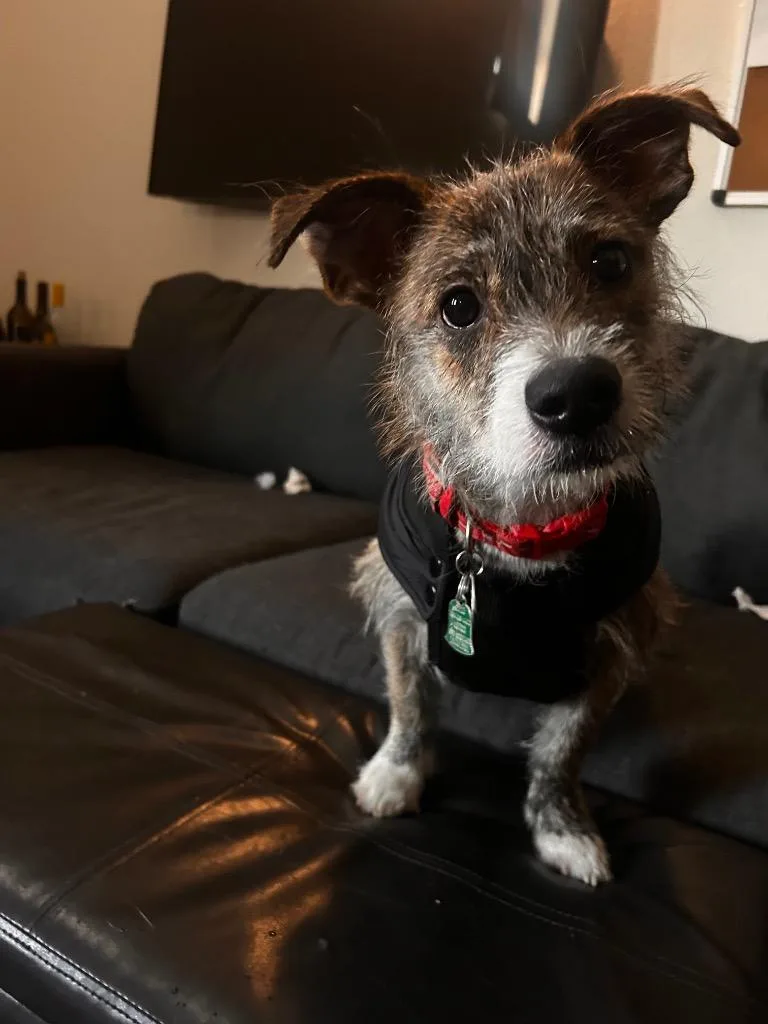 An adult small-sized male Shiba Inu dog named Bosco for adoption in Reno, NV