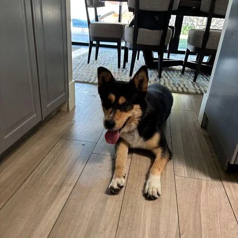 An adult medium-sized male Tricolor (Brown, Black, & White) Husky dog named Teddy for adoption in Studio City, CA