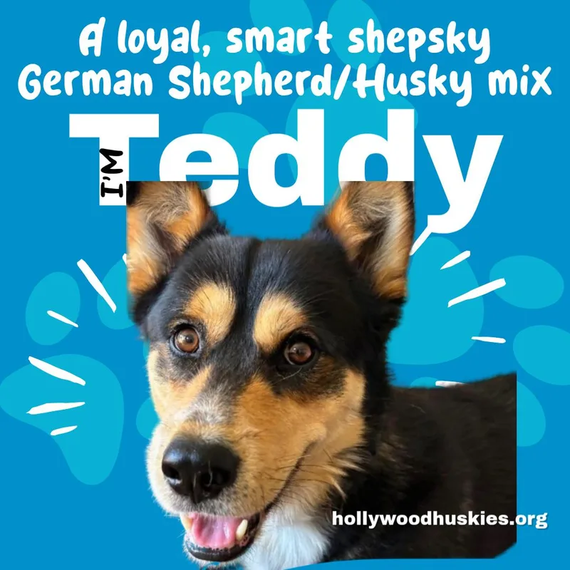 Teddy thumbnail 6