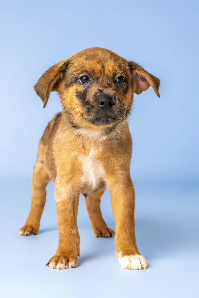 A baby medium-sized male Golden Australian Shepherd dog named Sushi for adoption in Simsbury, CT