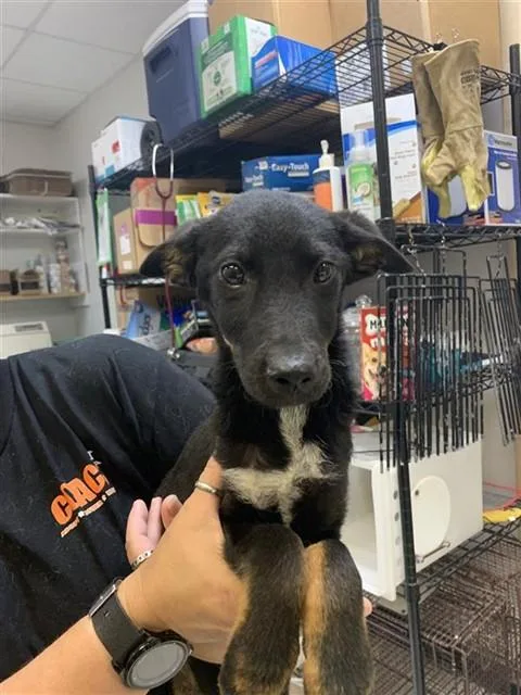 A baby small-sized female Australian Cattle Dog / Blue Heeler dog named Monet for adoption in Corpus Christi, TX
