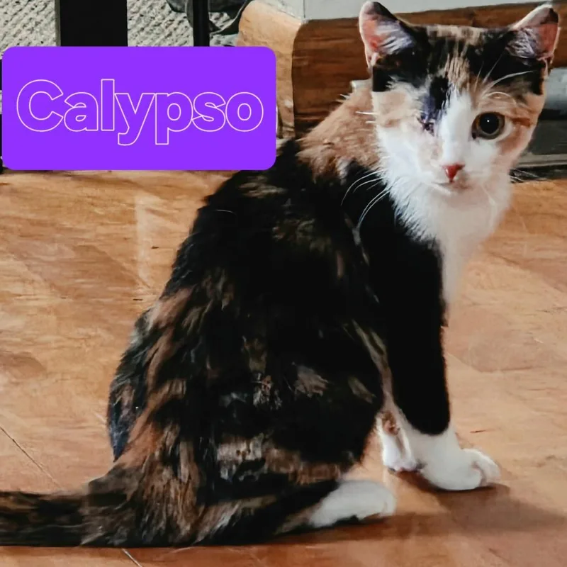 A baby small-sized female Calico Domestic Short Hair cat named Calypso for adoption in Parkersburg, WV