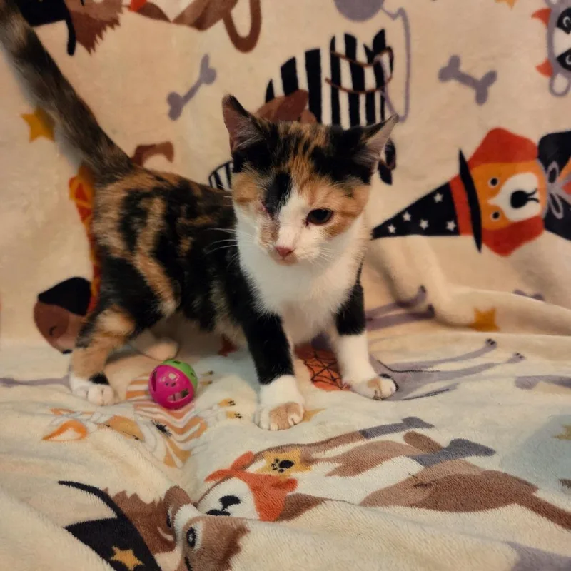 Calypso thumbnail 3
