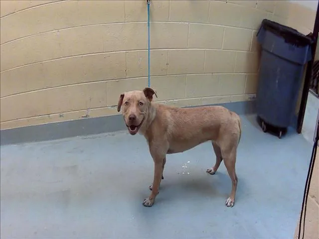 A young medium-sized female Labrador Retriever dog named Bambi for adoption in Tulsa, OK