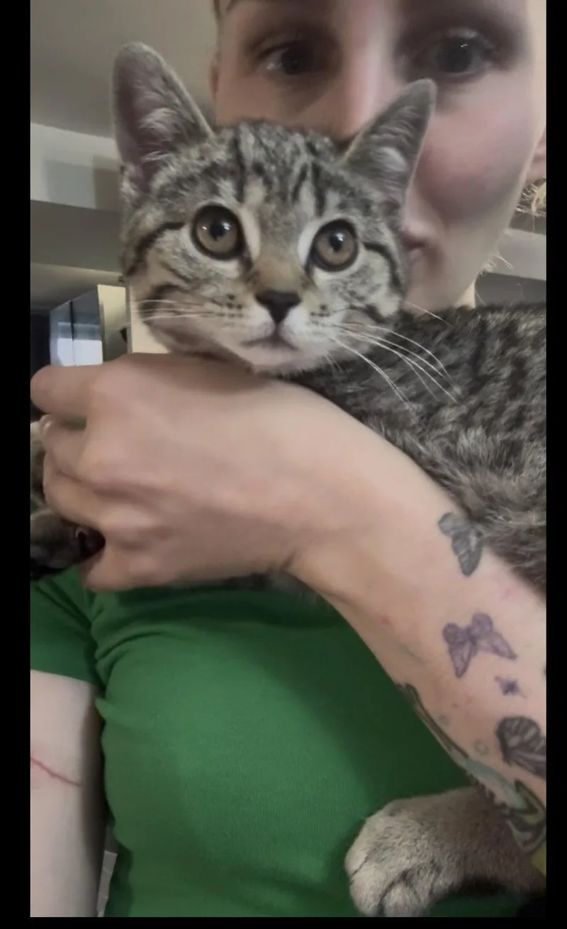 A baby medium-sized female Domestic Short Hair cat named Juliet for adoption in Brooklyn, NY