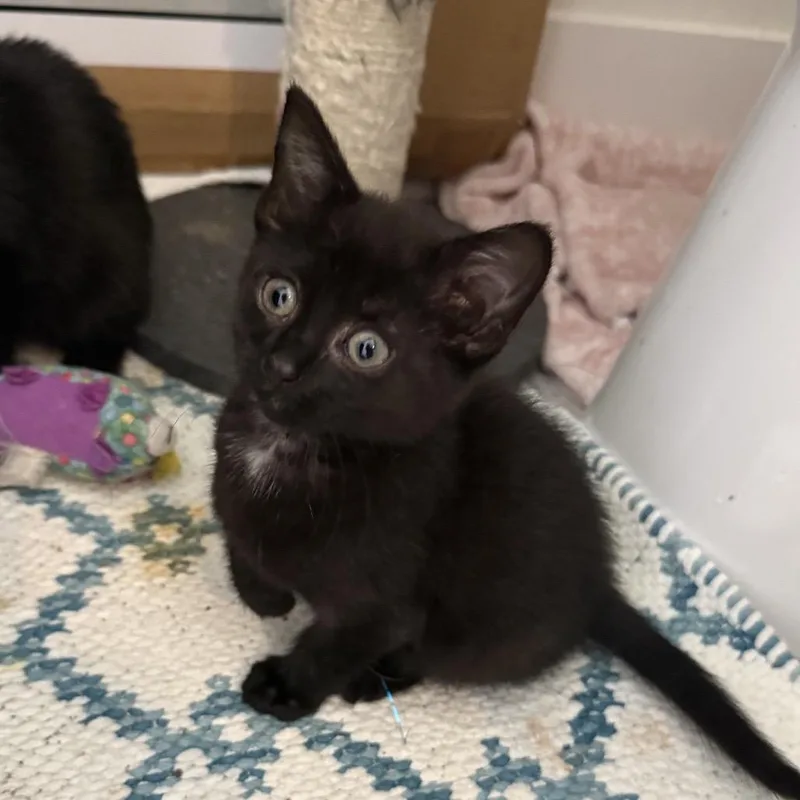 A baby small-sized female Black Domestic Short Hair cat named Beth for adoption in Mount Juliet, TN