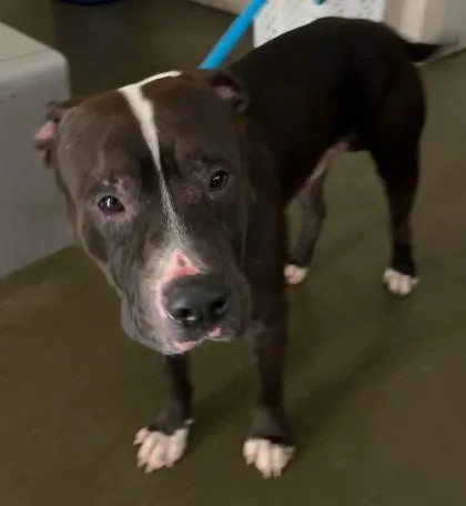 An adult large-sized male Pit Bull Terrier dog named Opie for adoption in Honolulu, HI